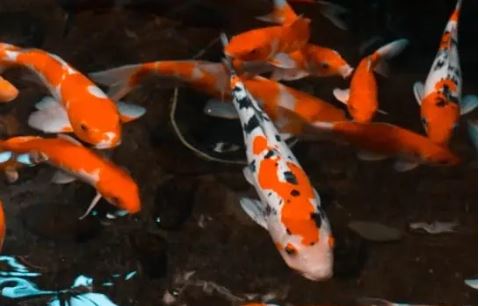 Une sortie japonisante au milieu des vignes de Sancerre et Pouilly sur Loire